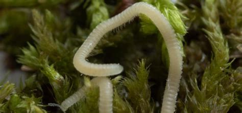 A new millipede species is crawling under LA. It’s blind, glassy and has 486 legs